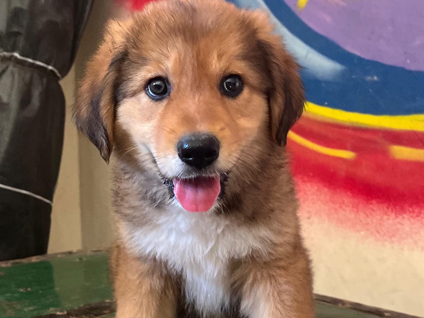 Adotta un cane, taglia grande, femmina, Siracusa
