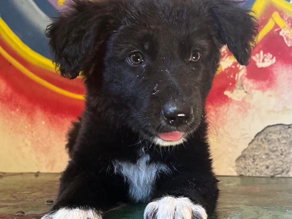 Adotta un cane, taglia media, femmina, Siracusa