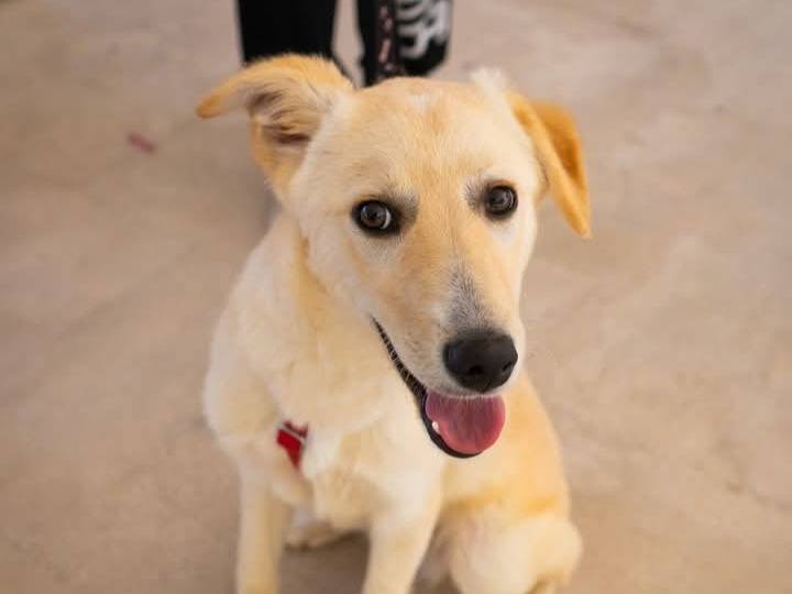 Adotta un cane, taglia media, maschio, Bari