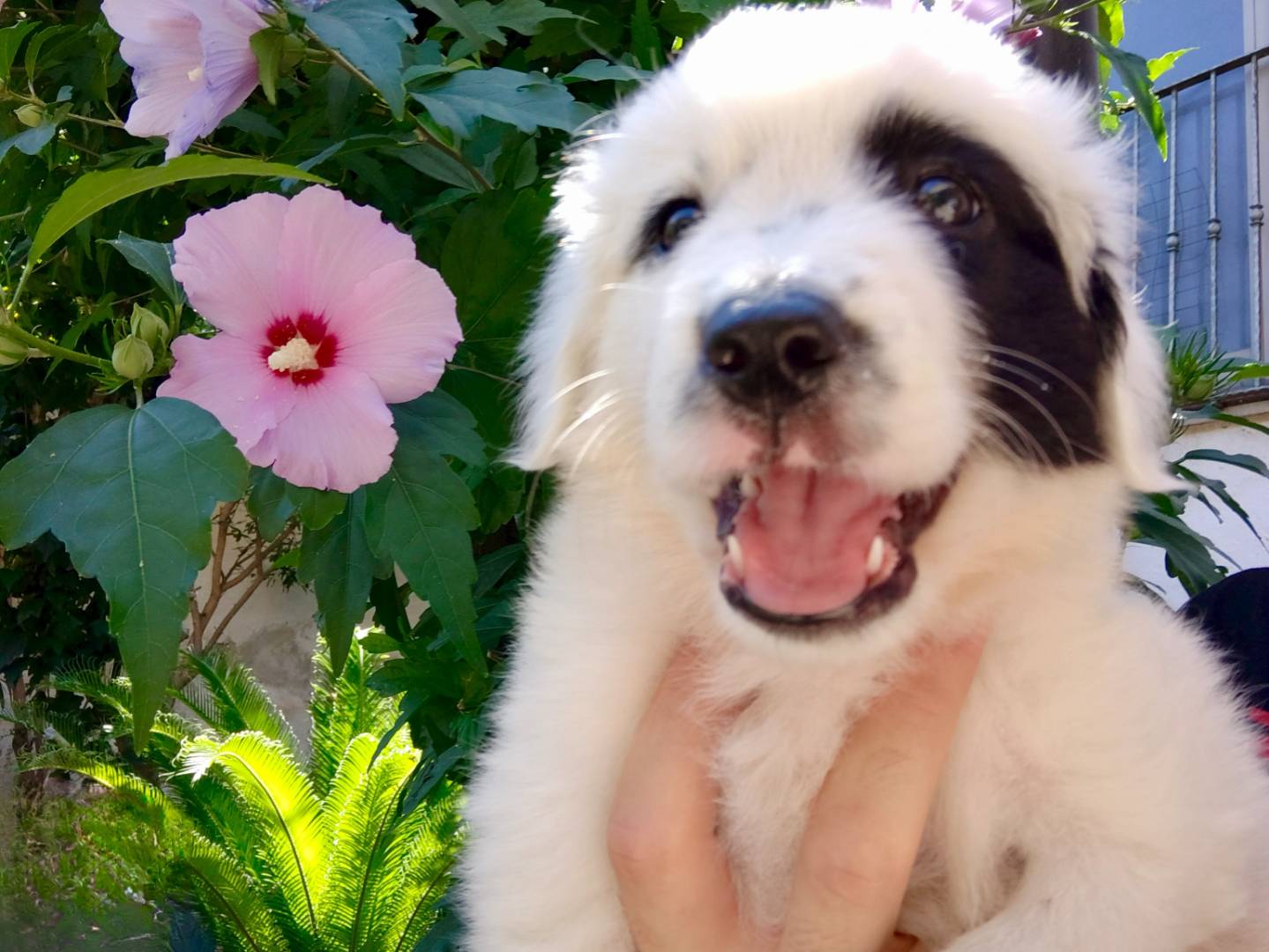 Adotta un cane, femmina, 0 mesi, Caserta
