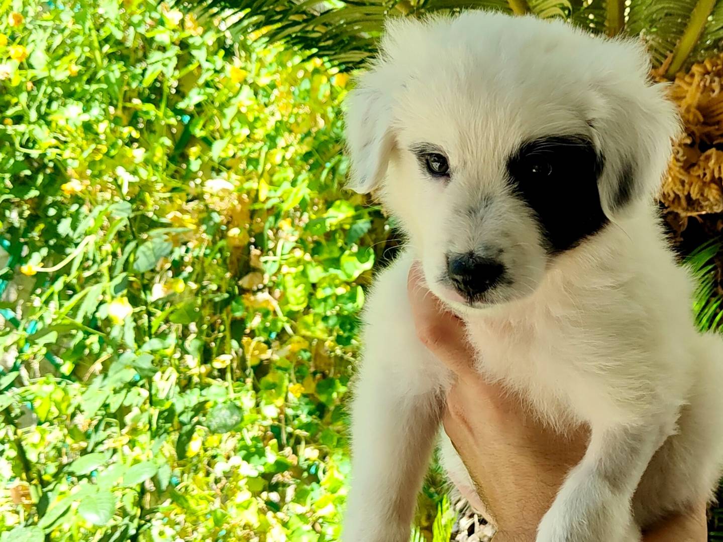 Adotta un cane, taglia media, femmina, Caserta