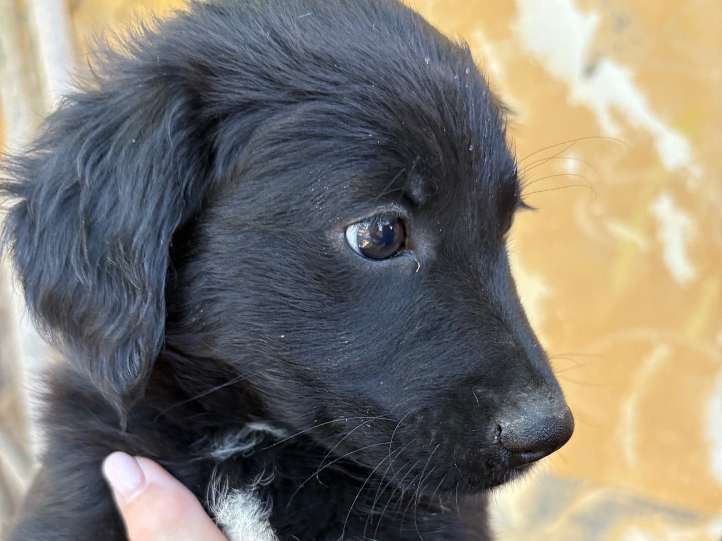 Foto dell'animale