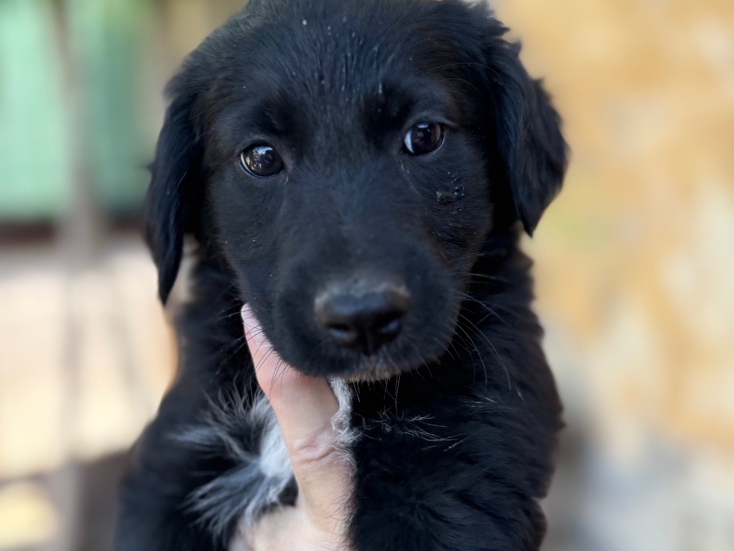 Adotta un cane, taglia media contenuta, femmina, Siracusa