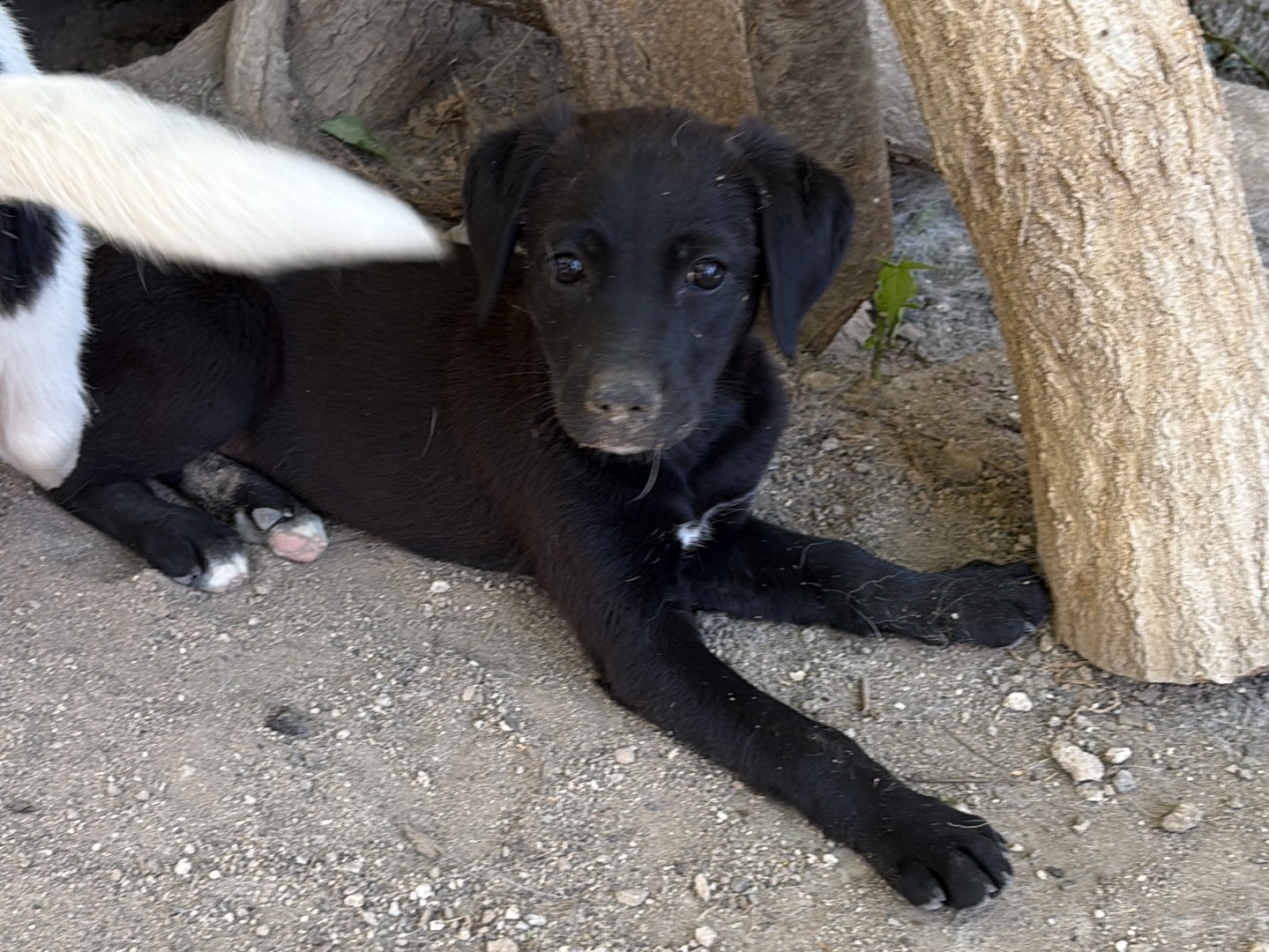 Foto 3 dell'animale