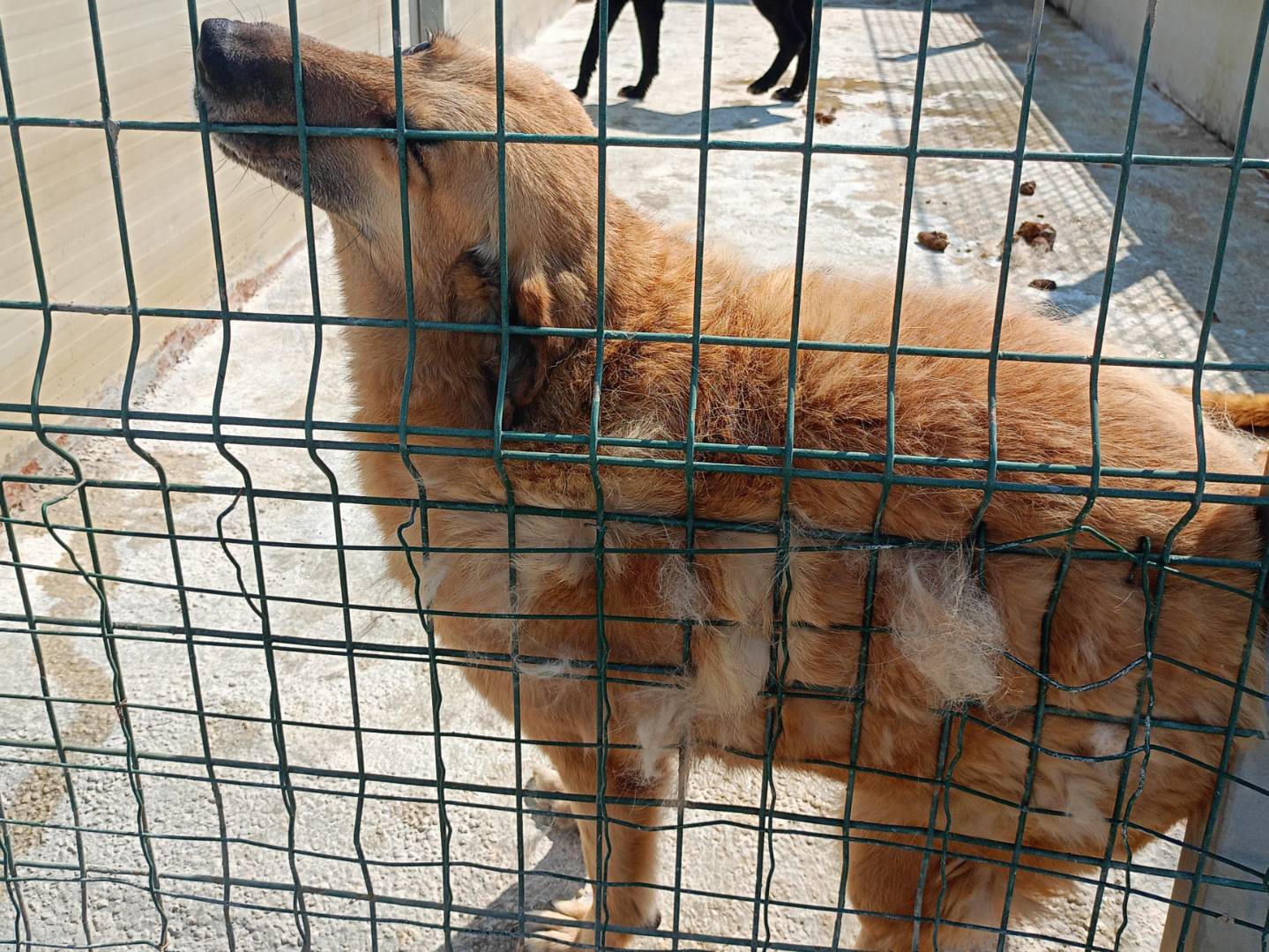 Foto 3 dell'animale