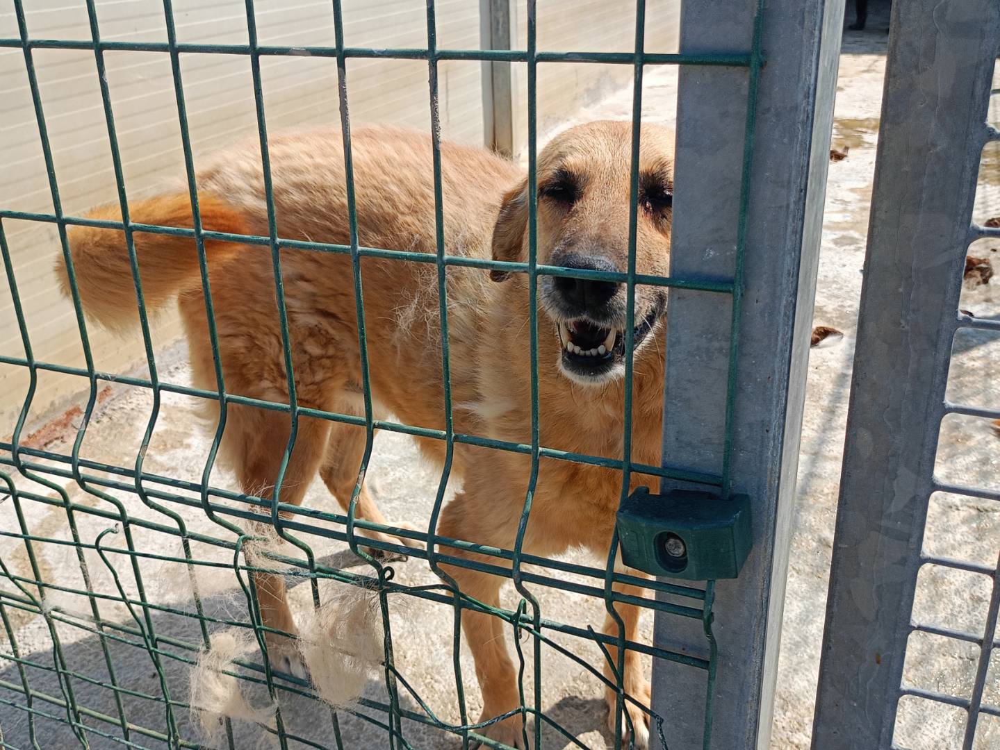 Vuoi adottare un cane a Ragusa?