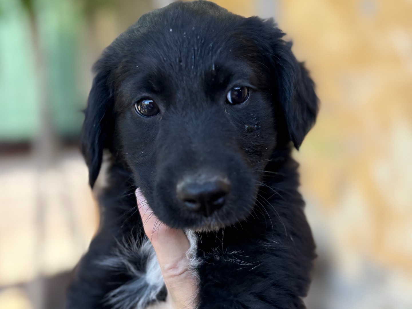 Vuoi adottare un cane a Siracusa?