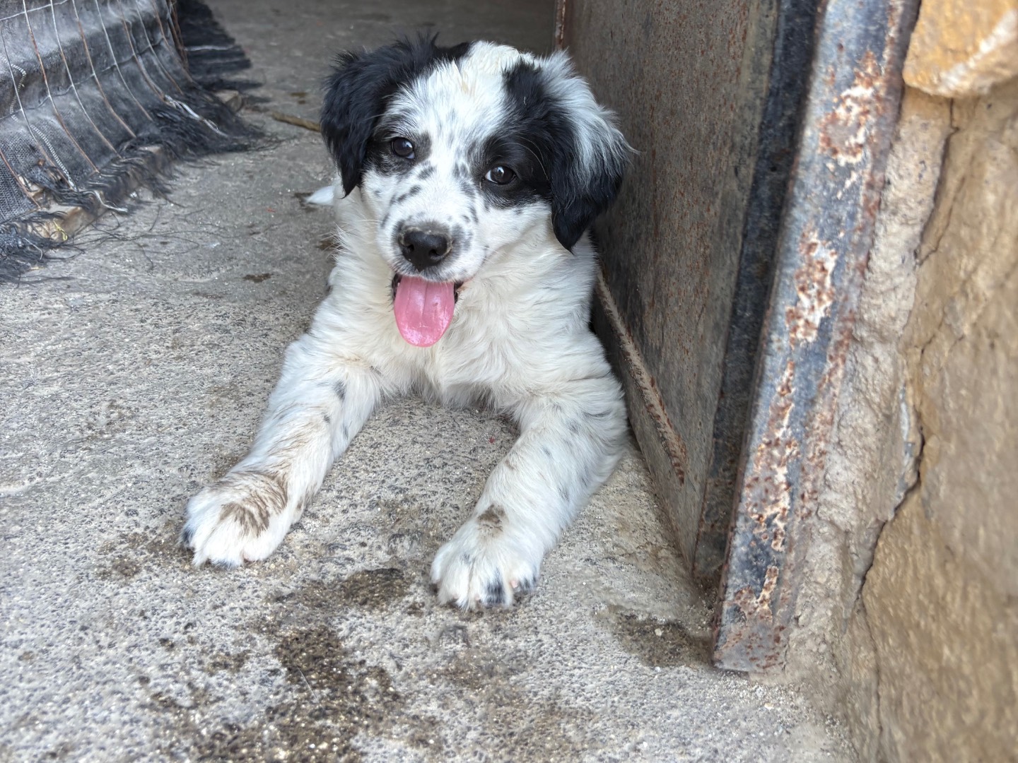 Adotta un cane, taglia grande, maschio, Siracusa