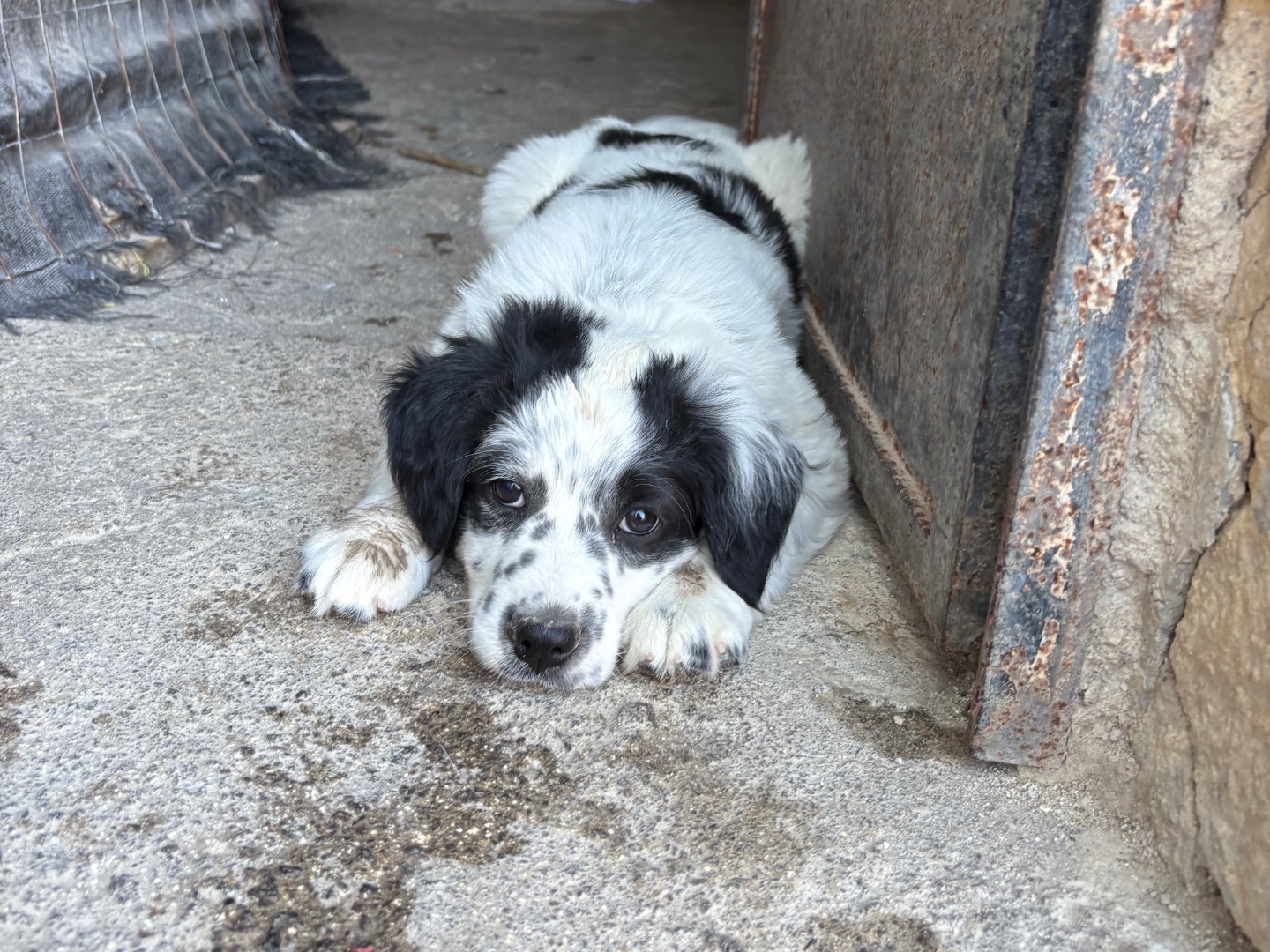 Vuoi adottare un cane a Siracusa?