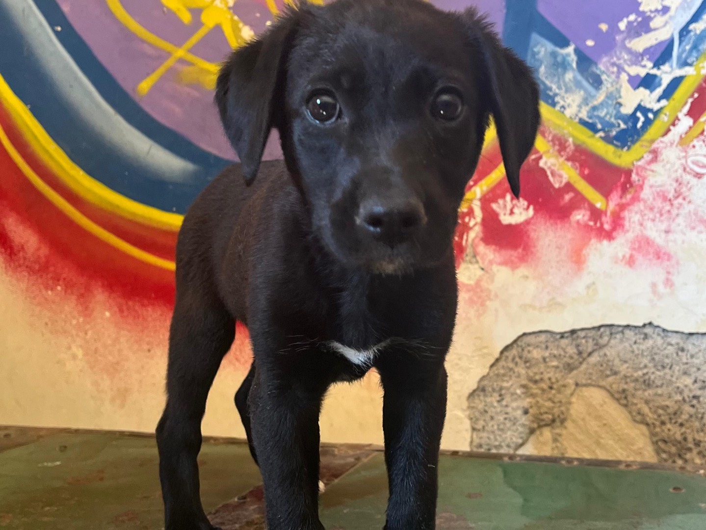 Adotta un cane, taglia piccola, femmina, Siracusa