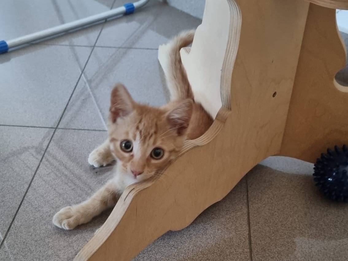 Adotta un gatto, taglia non valida, maschio, Bologna