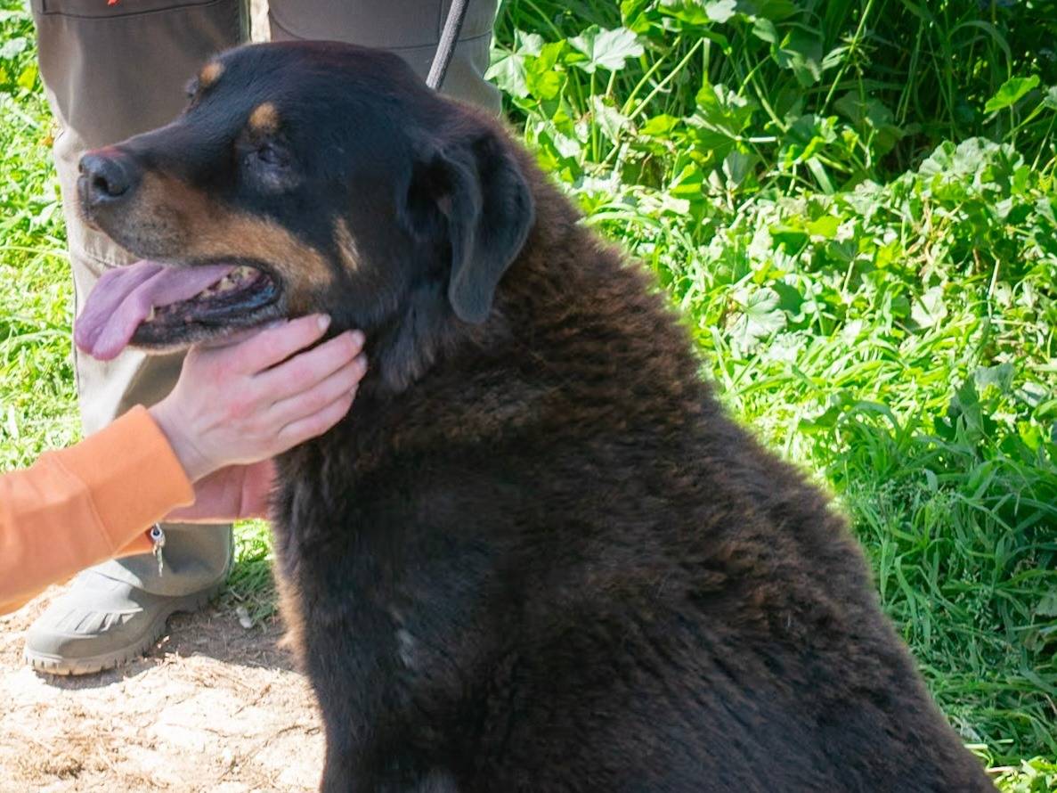 Adotta un cane, maschio, 6 anni  e 7 mesi , Roma