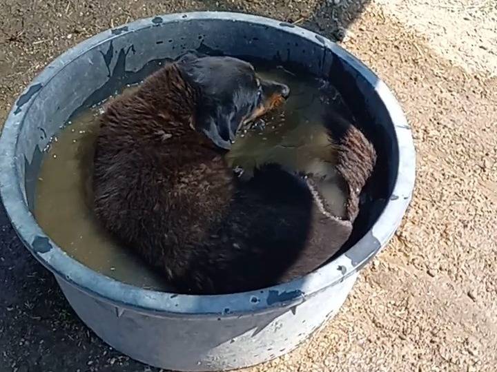 Adotta il cane Lino a Roma