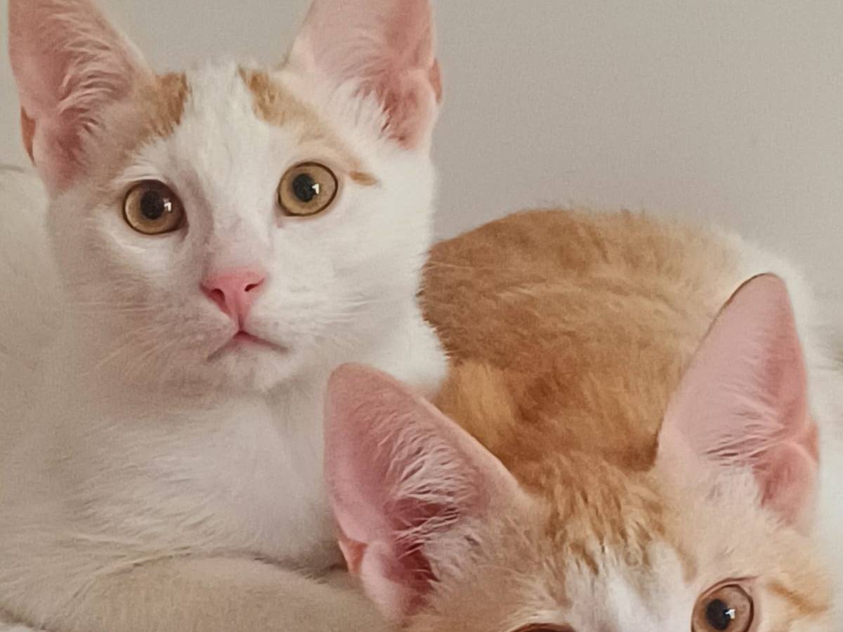 Foto dell'animale