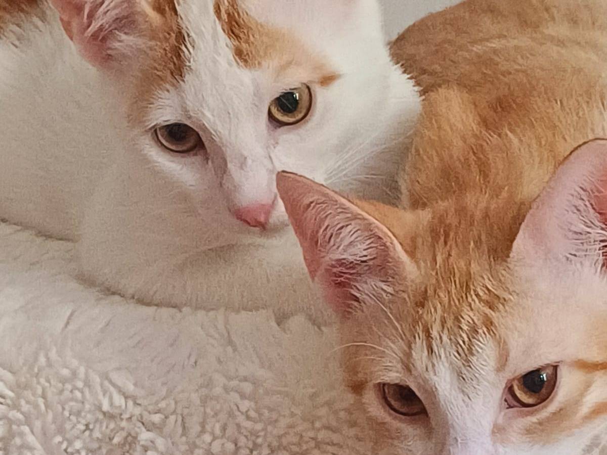 Adotta un gatto, maschio, 2 mesi, Roma
