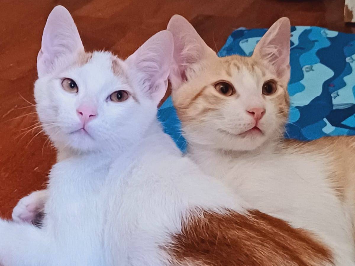 Adotta un gatto, taglia non valida, maschio, Roma