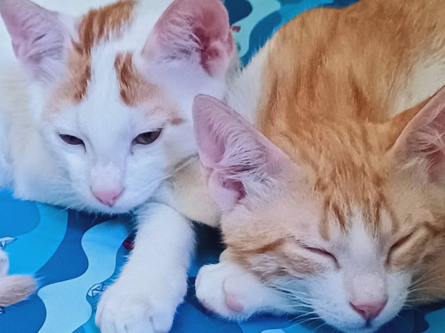 Vuoi adottare un gatto a Roma?