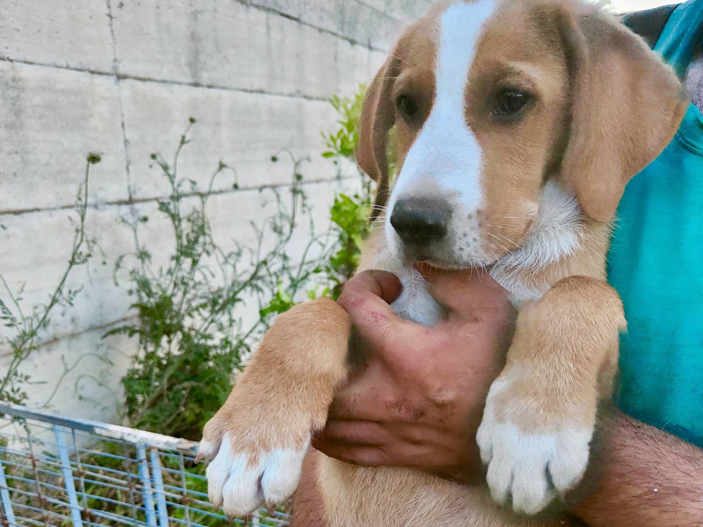 Vuoi adottare un cane a Caserta?