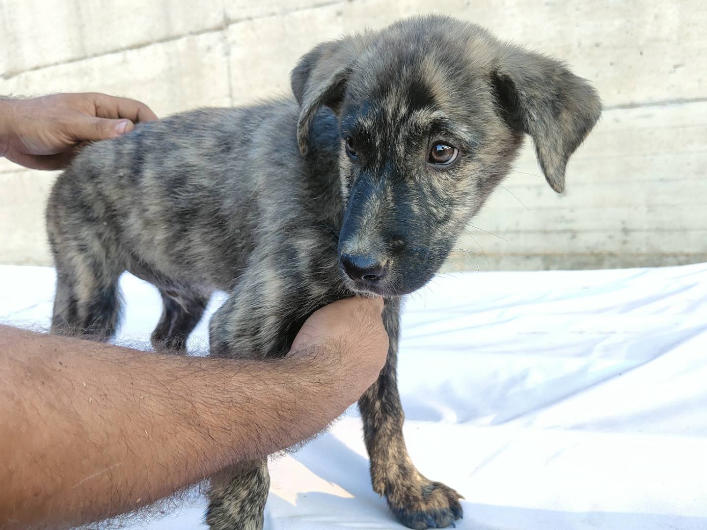 Adotta un cane, taglia media, maschio, Caserta
