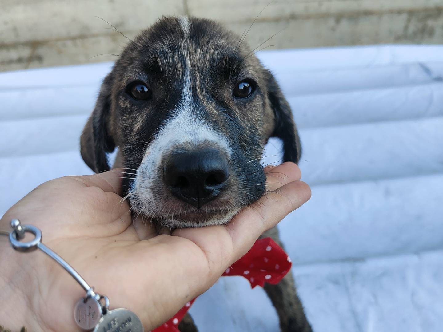 Adotta un cane, taglia media, femmina, Caserta