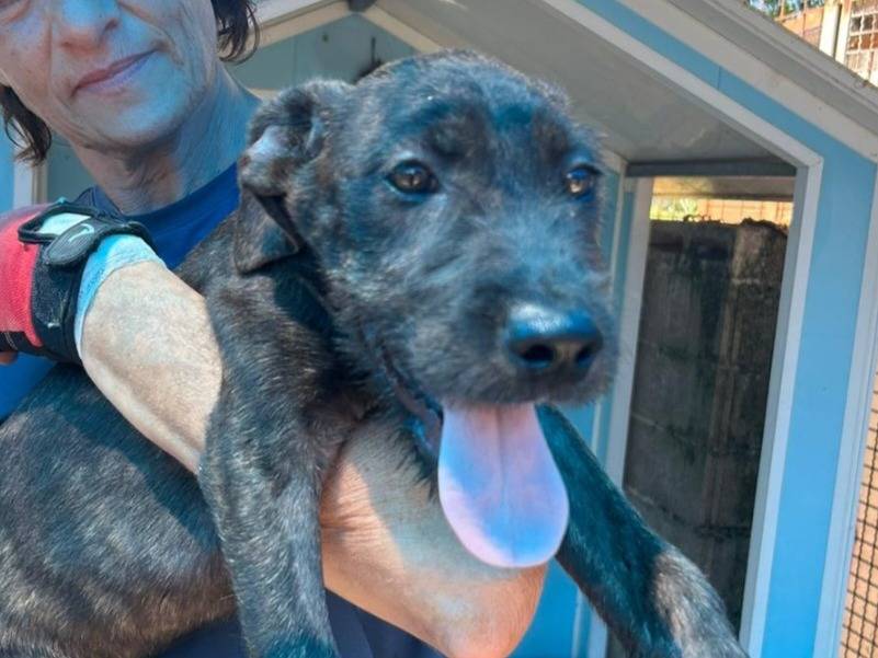Adotta un cane, maschio, 5 mesi, Pavia