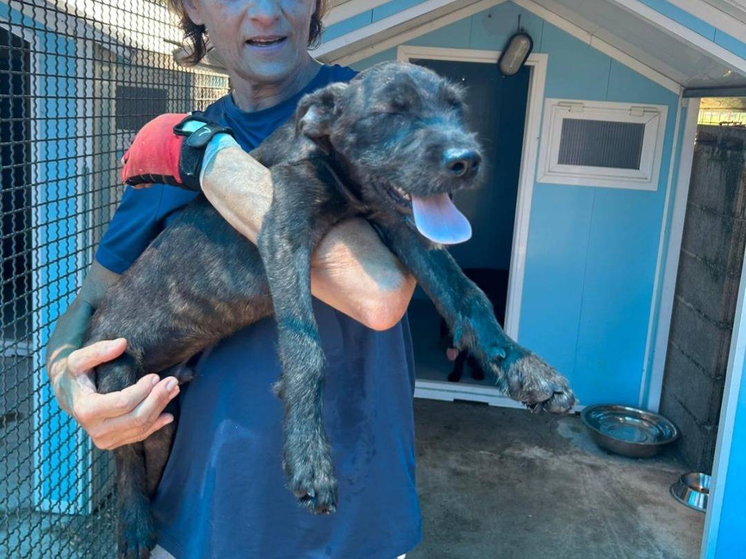 Adotta un cane, taglia media, maschio, Pavia
