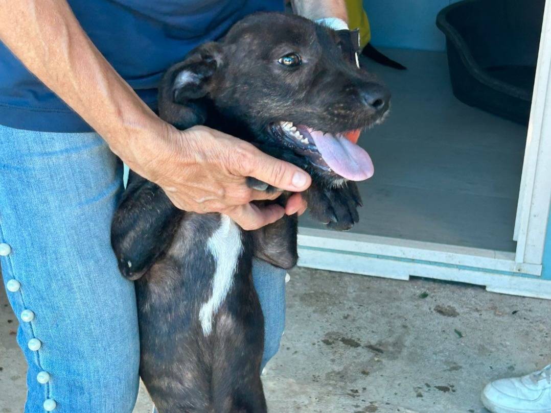 Vuoi adottare un cane a Pavia?