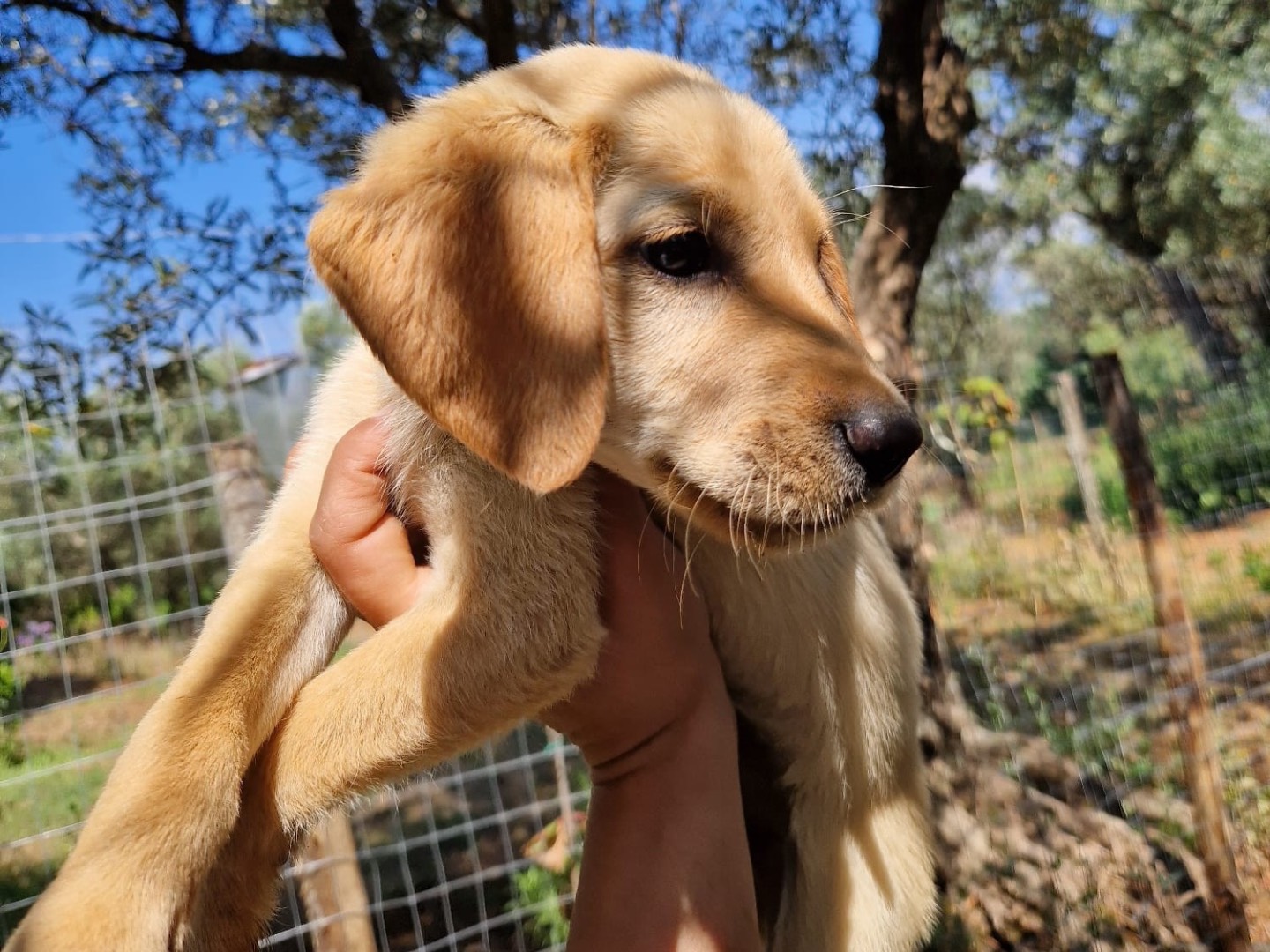 Adotta un cane, maschio, 0 mesi, Catanzaro