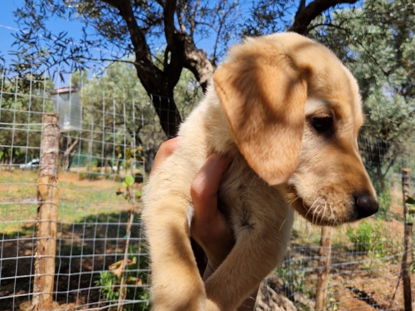 Adotta un cane, taglia piccola, maschio, Catanzaro
