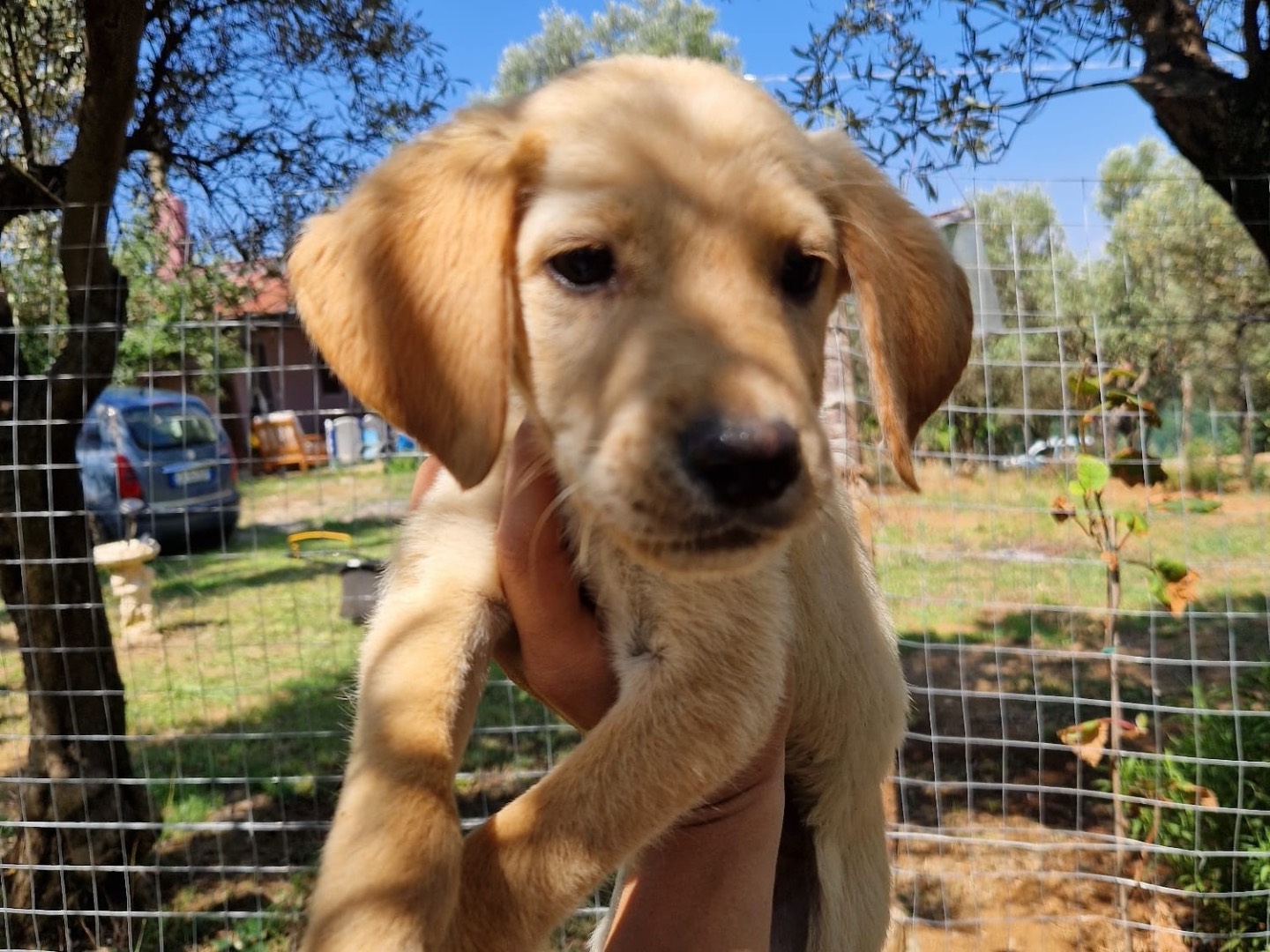 Vuoi adottare un cane a Catanzaro?