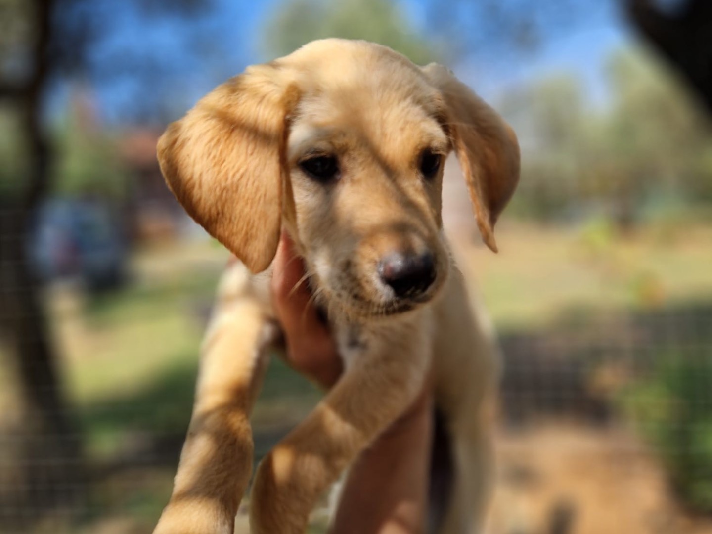 Adotta il cane Oscar a Catanzaro