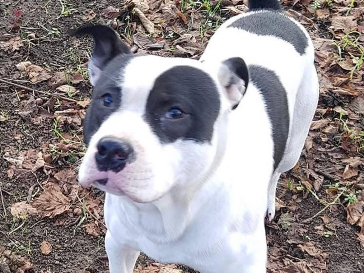 Adozione cane, maschio, Pitbull Razza sconosciuta, 1 anno e 6 mesi, taglia grande, Avellino