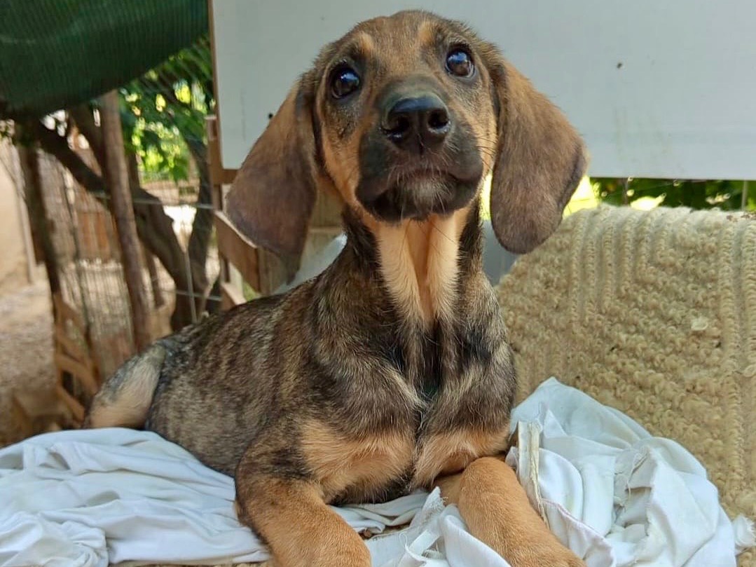 Adotta un cane, maschio, 2 mesi, Venezia