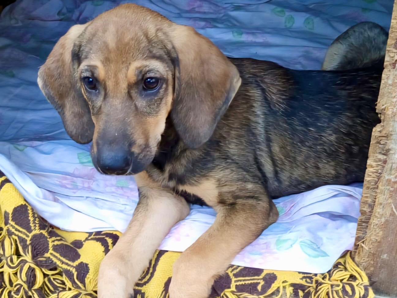 Adotta un cane, taglia media contenuta, maschio, Venezia