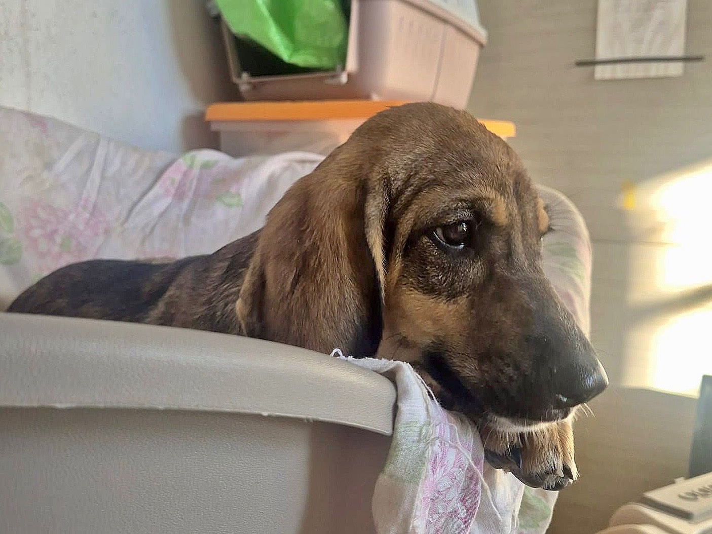 Vuoi adottare un cane a Venezia?