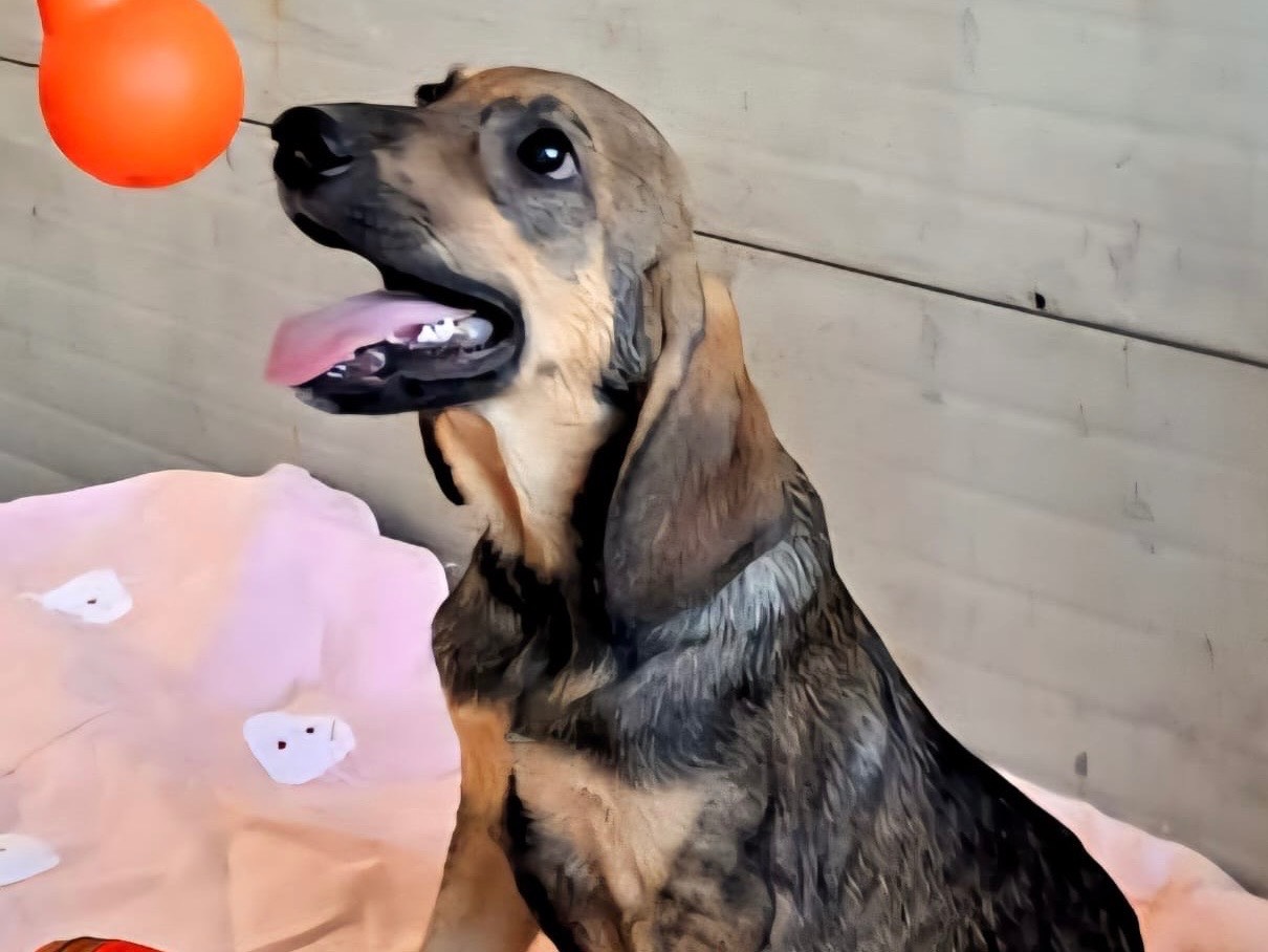 Adotta il cane Nathan a Venezia