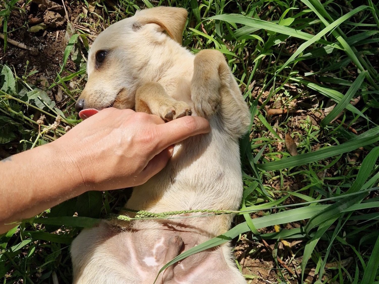 Vuoi adottare un cane a Catanzaro?