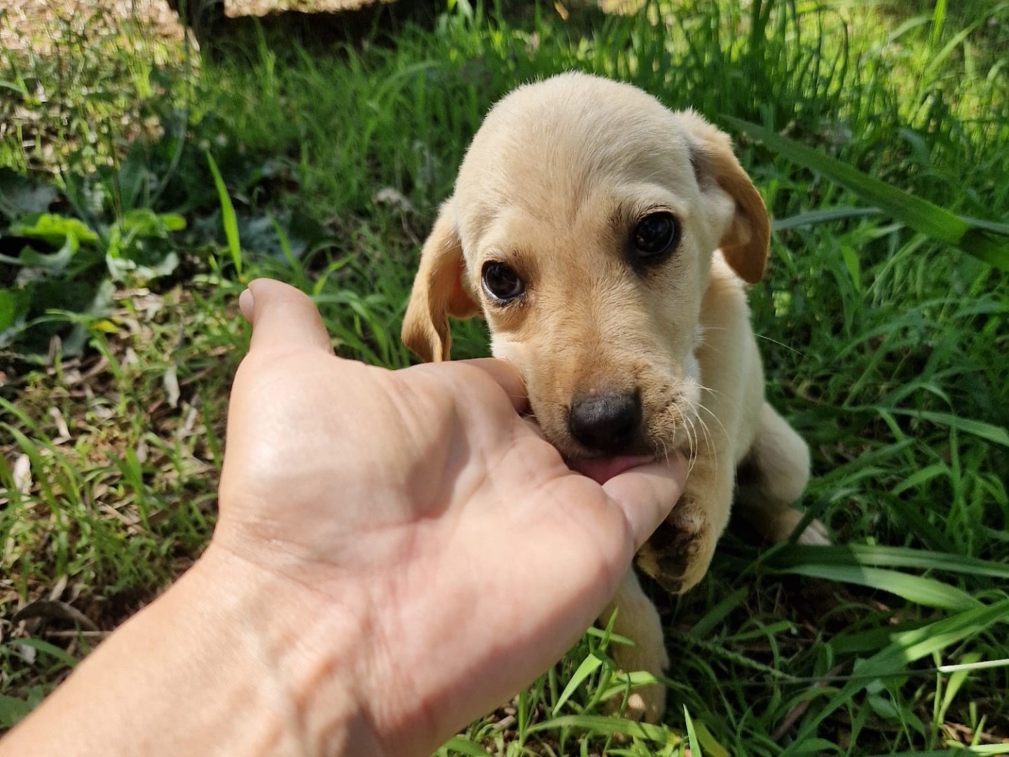 Vuoi adottare un cane a Catanzaro?