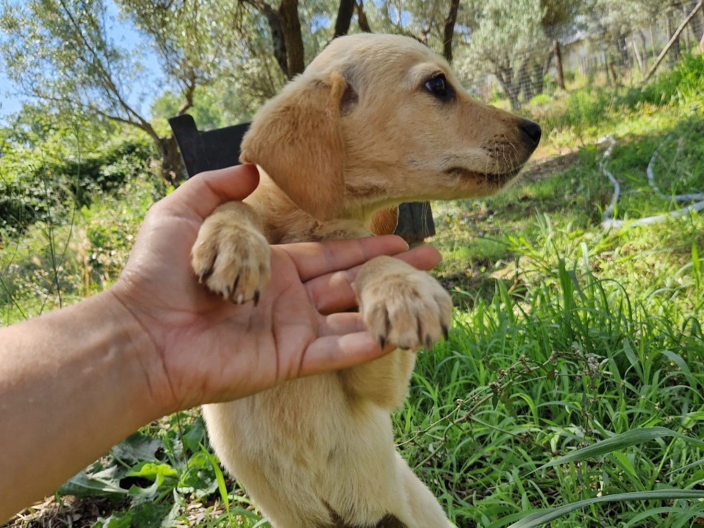 Adotta il cane Timon a Catanzaro