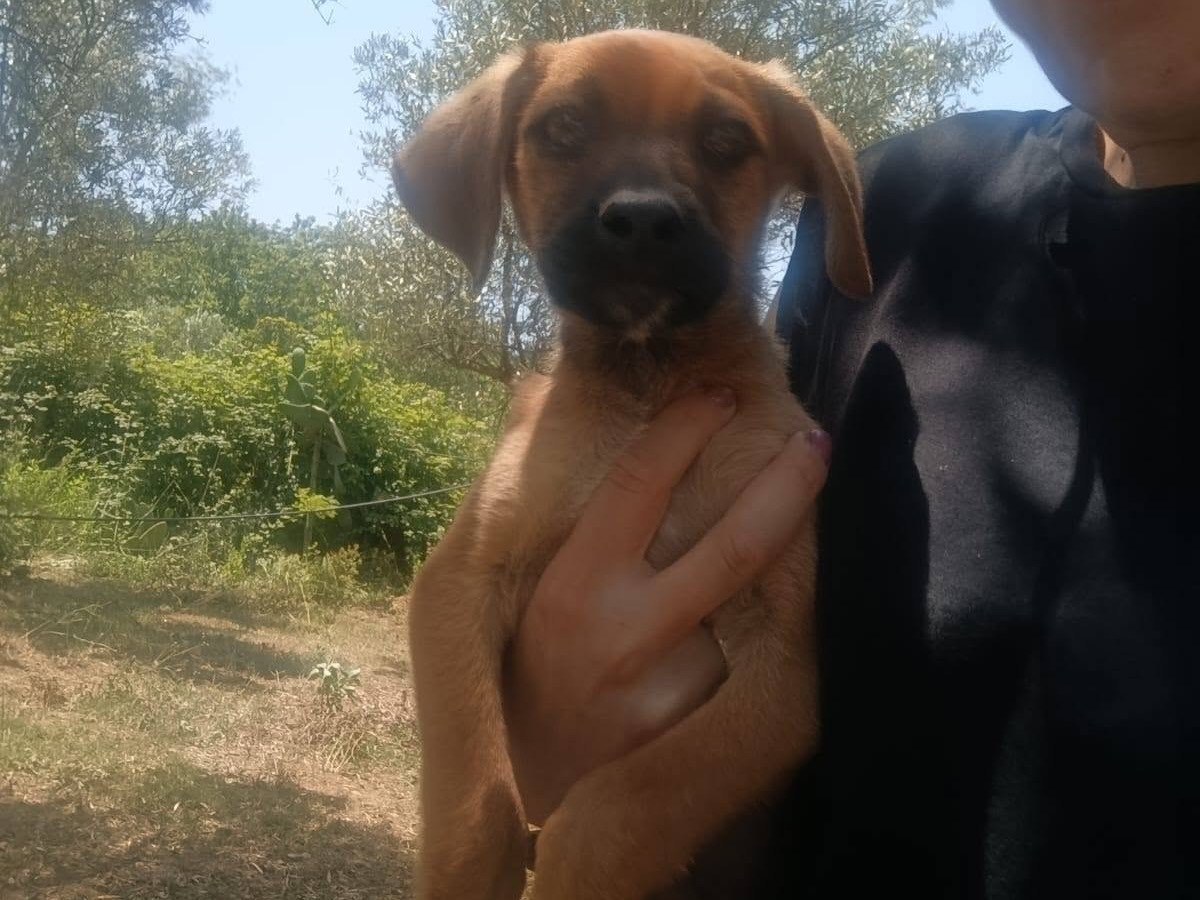 Adotta un cane, taglia piccola, maschio, Catanzaro