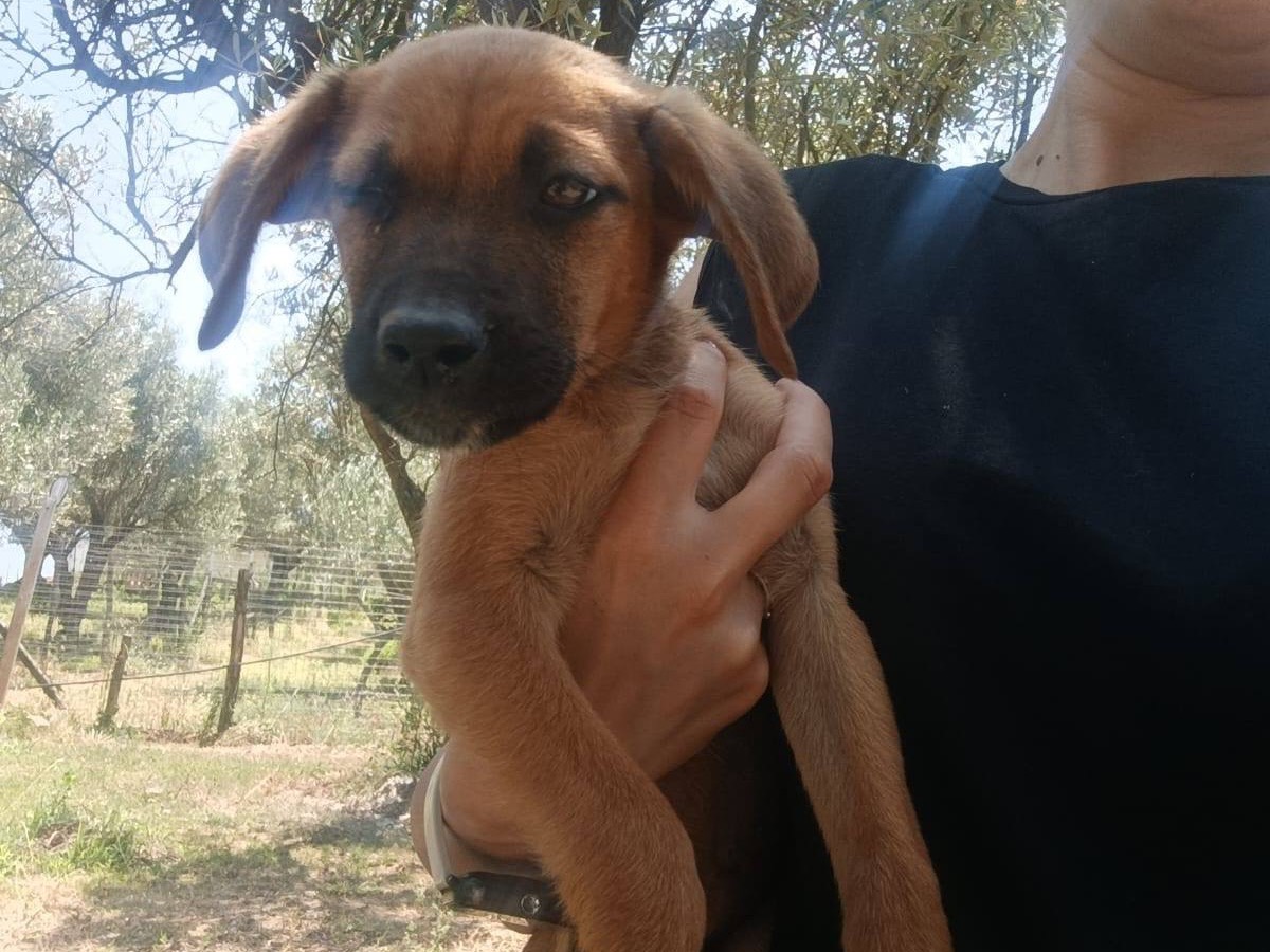 Foto 2 dell'animale