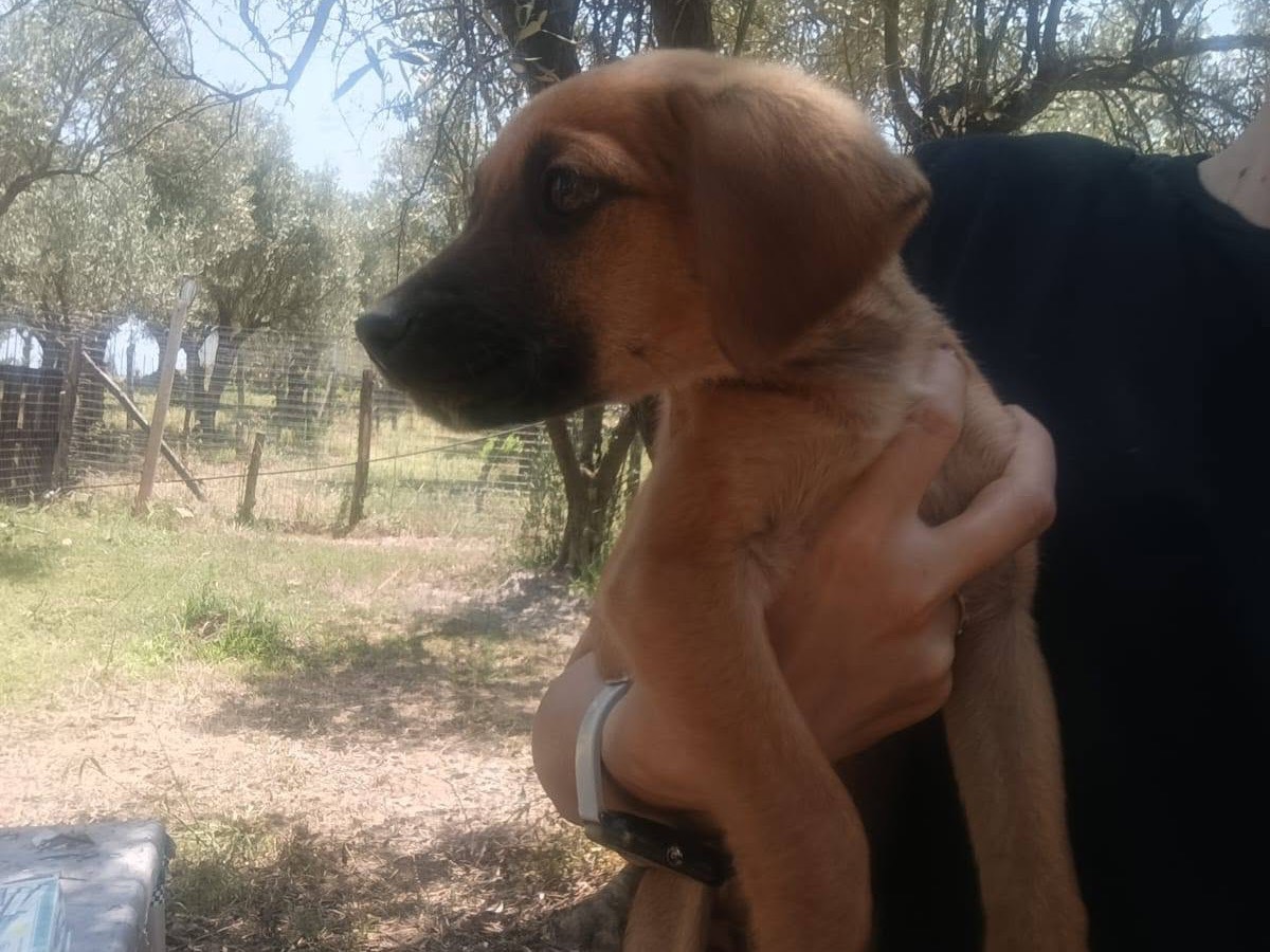 Adotta il cane Choco a Catanzaro