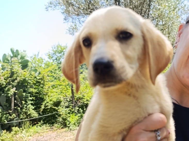 Adotta un cane, taglia piccola, maschio, Catanzaro