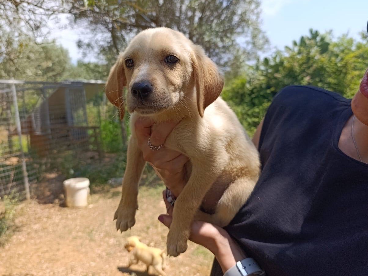 Vuoi adottare un cane a Catanzaro?