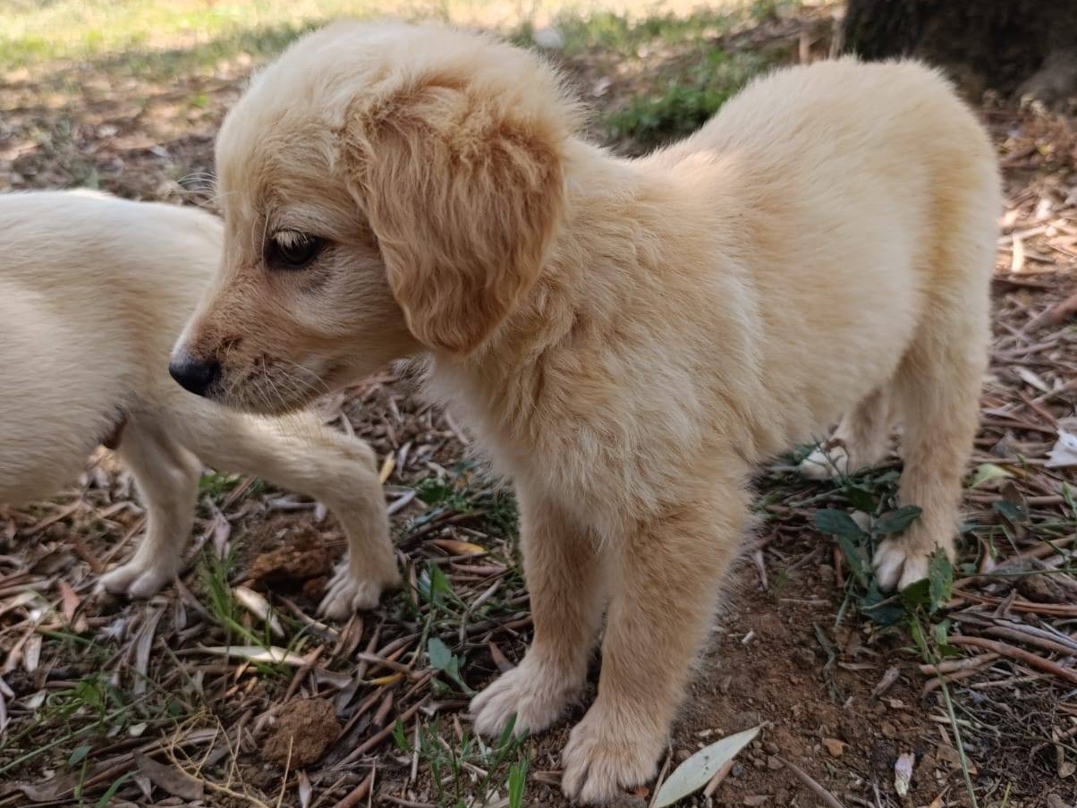 Adotta un cane, femmina, 0 mesi, Catanzaro