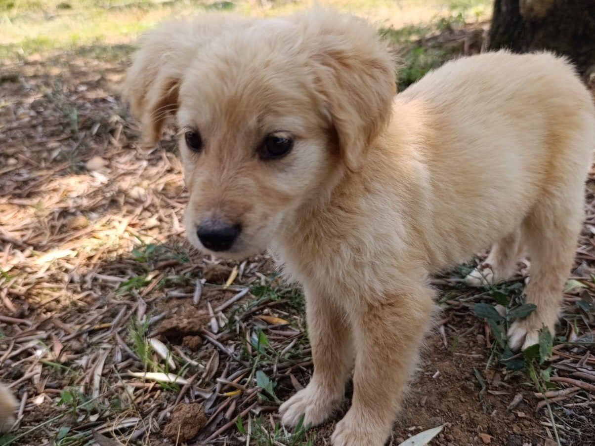Vuoi adottare un cane a Catanzaro?