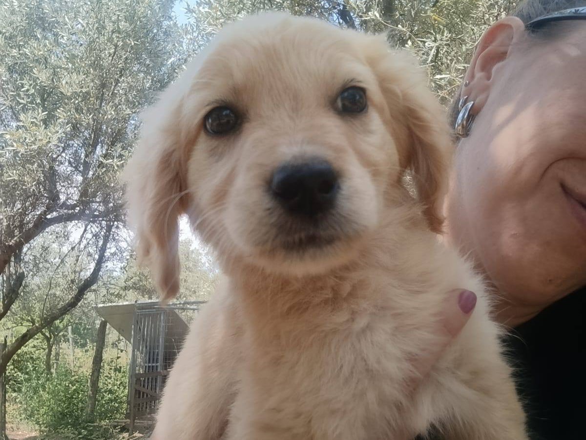 Adotta il cane Linda a Catanzaro