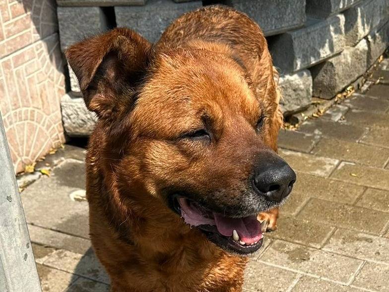 Adotta un cane, maschio, 8 anni , Milano