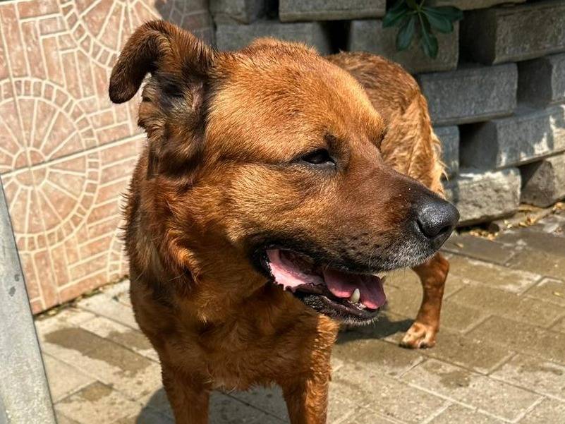 Adotta un cane, taglia media, maschio, Milano