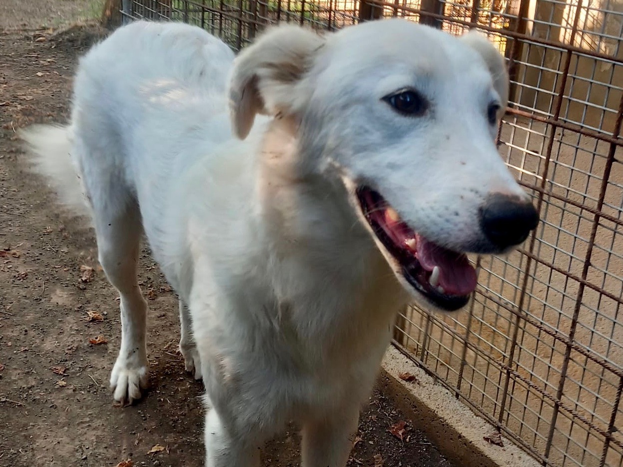 Vuoi adottare un cane a Latina?